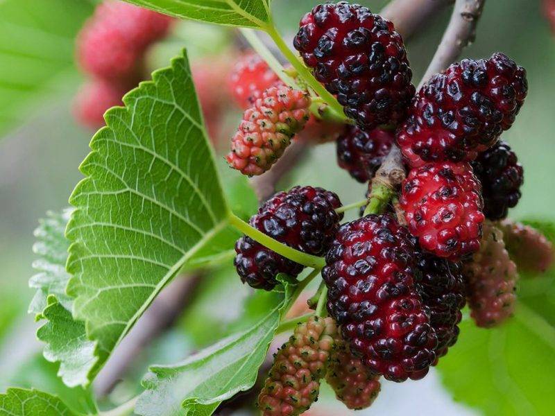 Шелковица купить саженцы из питомнике в Ноябрьске