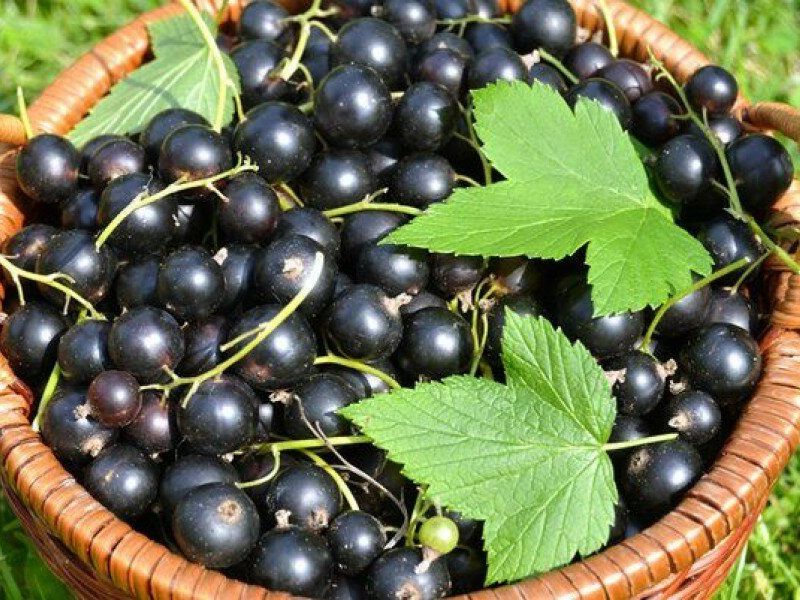 Смородина купить саженцы из питомника в Ноябрьске