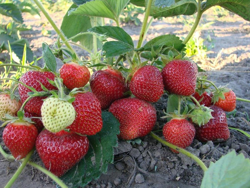 Клубника купить саженцы из питомника в Ноябрьске