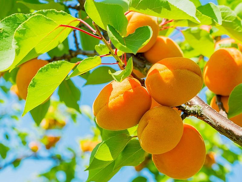 Абрикос купить саженцы из питомнике в Ноябрьске