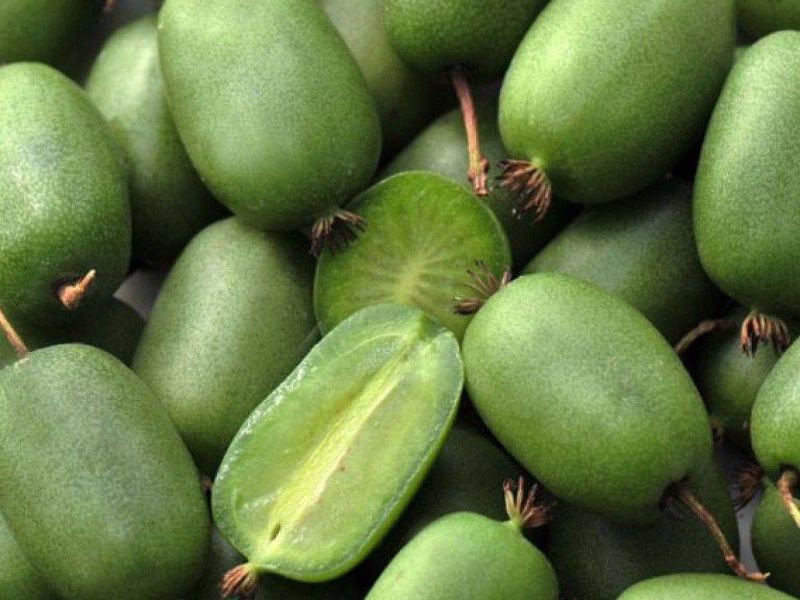 Актинидия купить саженцы из питомнике в Ноябрьске