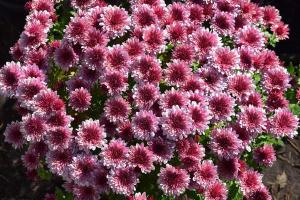 Хризантема Банкет Пинк Биколор (мультифлора)