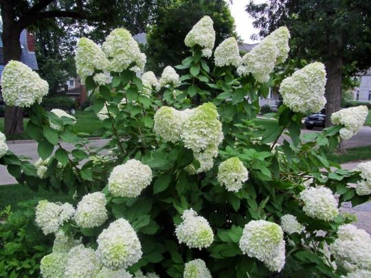 Гортензия метельчатая "СЕЛЕКШН" (Selection)