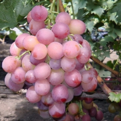 Виноград "МАЛЬВИНА"
